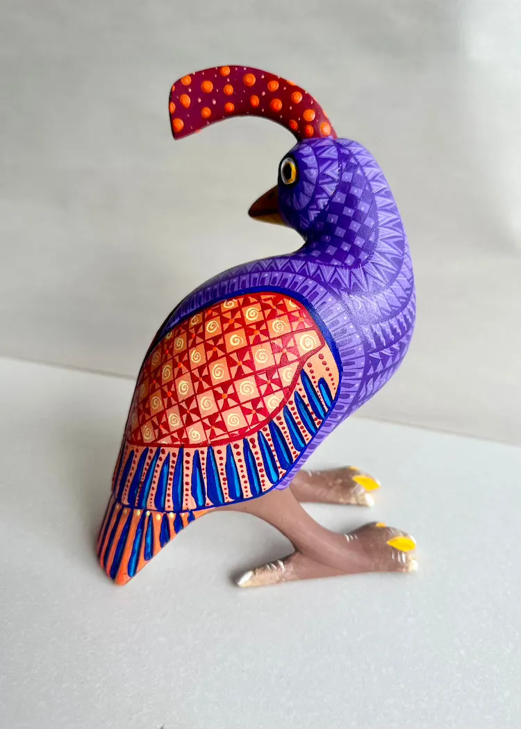 Armando Jimenez | Purple Orange Quail