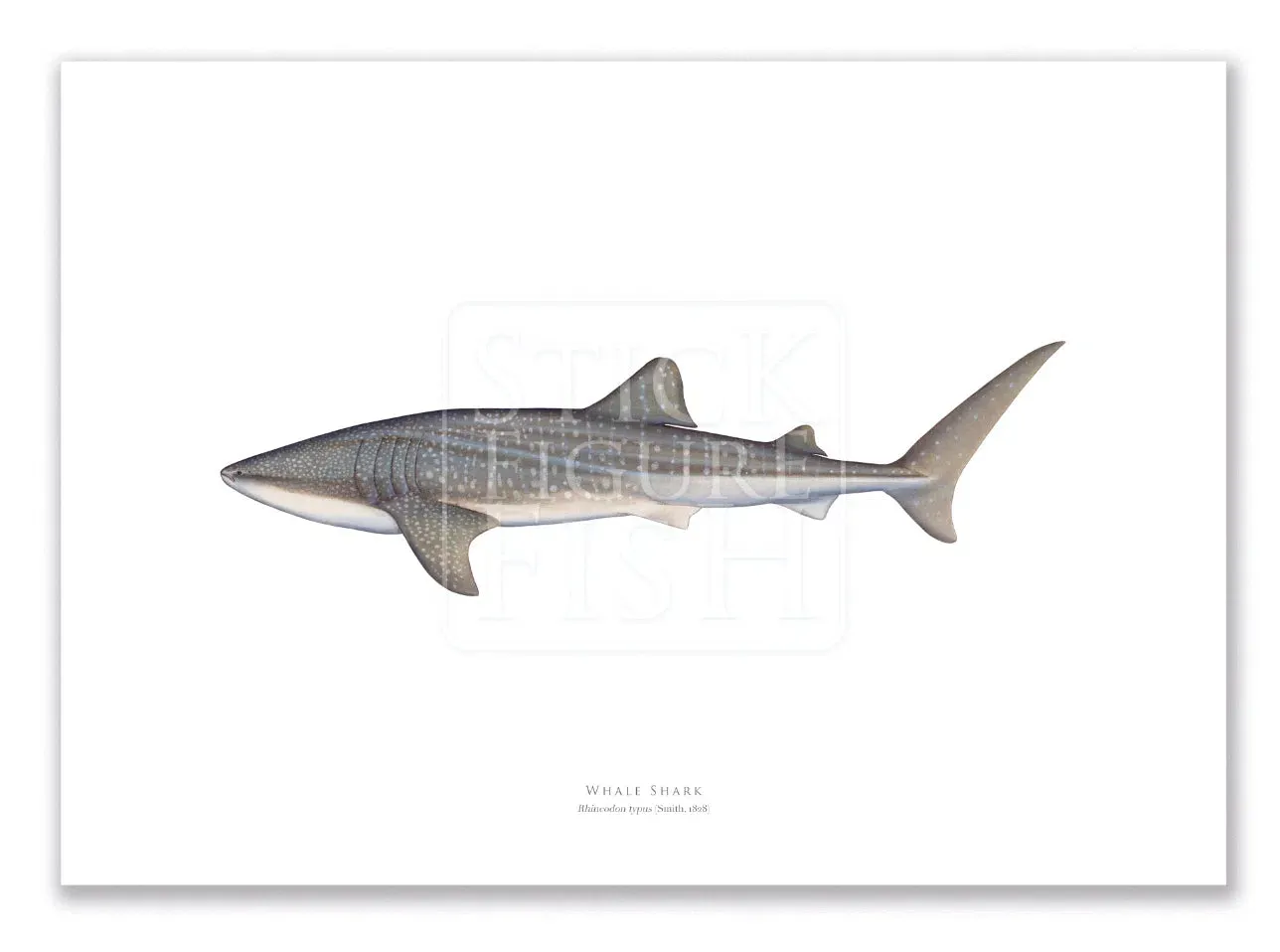 Whale Shark, Rhincodon typus (Smith 1828) - Fine Art Print