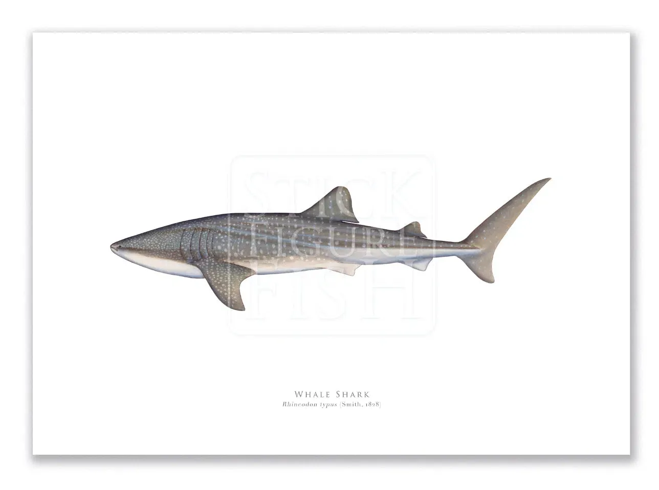 Whale Shark, Rhincodon typus (Smith 1828) - Fine Art Print