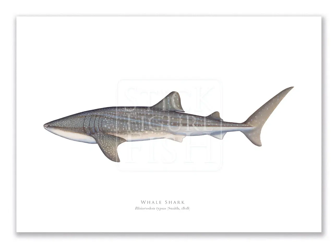 Whale Shark, Rhincodon typus (Smith 1828) - Fine Art Print